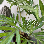 Phlebodium Fern in a Dotty Stone Pot RTfact Flowers 