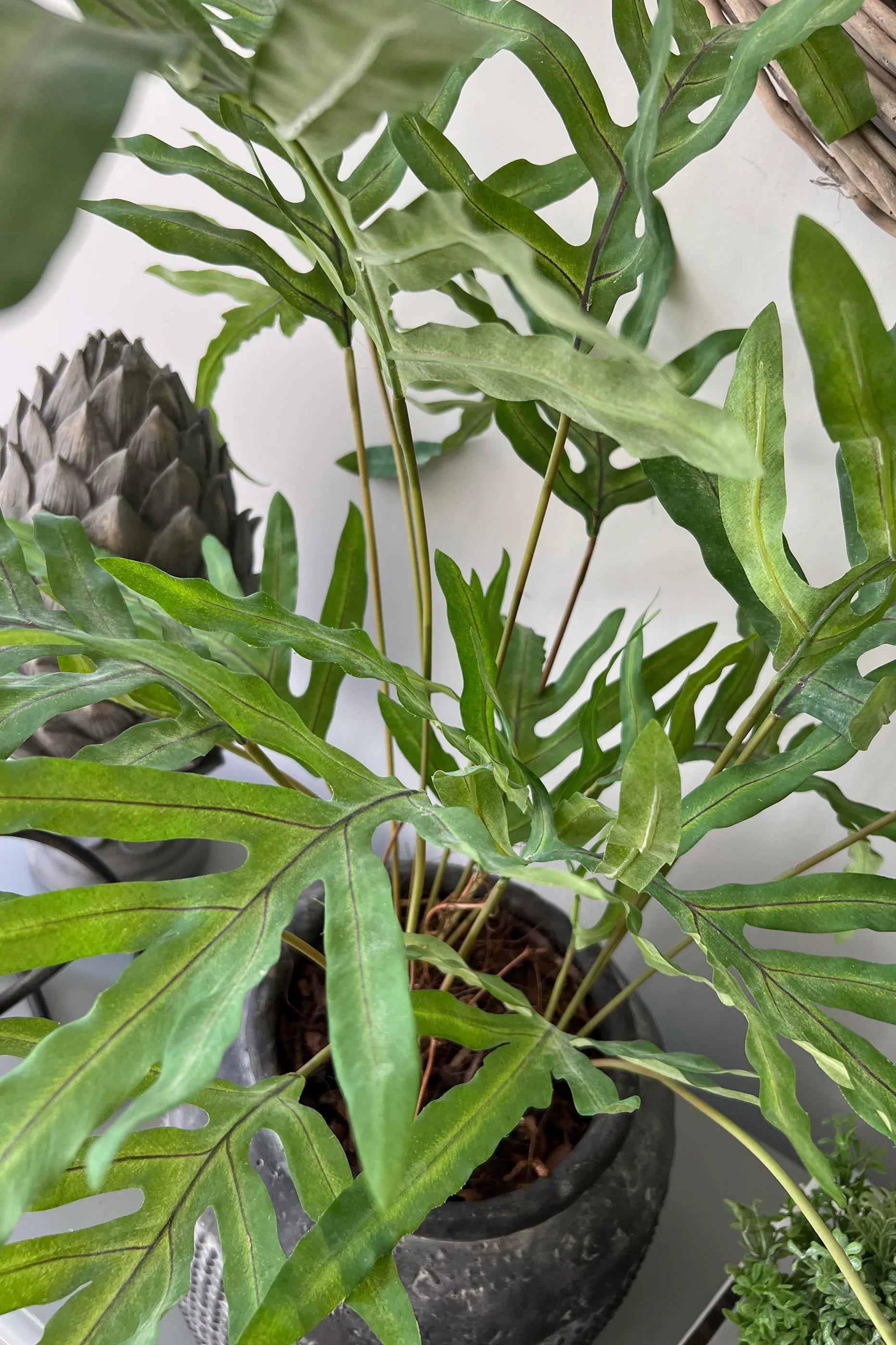 Phlebodium Fern in a Dotty Stone Pot RTfact Flowers 