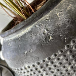 Phlebodium Fern in a Dotty Stone Pot RTfact Flowers 