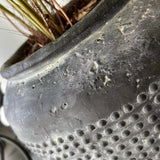 Phlebodium Fern in a Dotty Stone Pot RTfact Flowers 