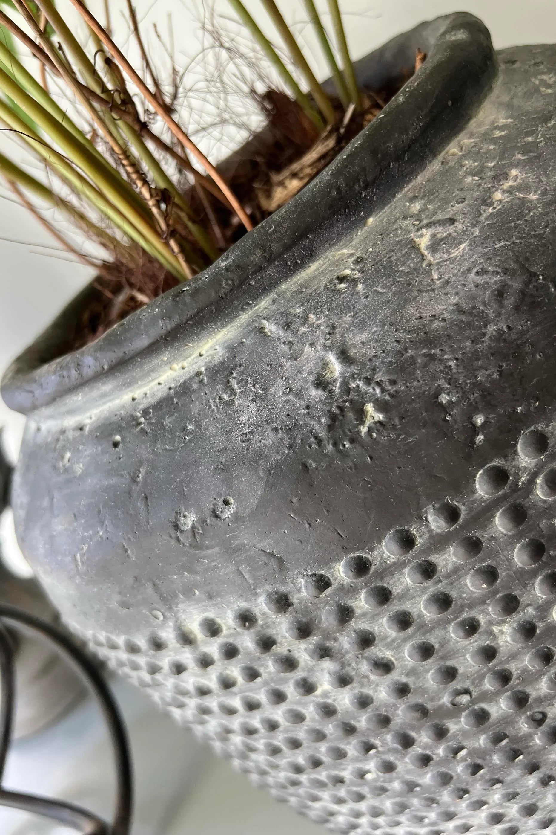 Phlebodium Fern in a Dotty Stone Pot RTfact Flowers 