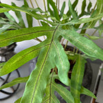 Phlebodium Fern in a Dotty Stone Pot RTfact Flowers 
