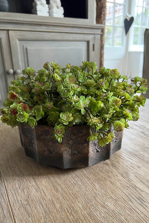Baby Succulents in a Ceramic Bronze Bowl