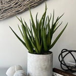 Aloes in a Grey Stone Pot RTfact Flowers 