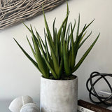 Aloes in a Grey Stone Pot RTfact Flowers 