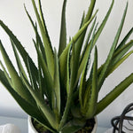 Aloes in a Grey Stone Pot RTfact Flowers 