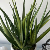 Aloes in a Grey Stone Pot RTfact Flowers 