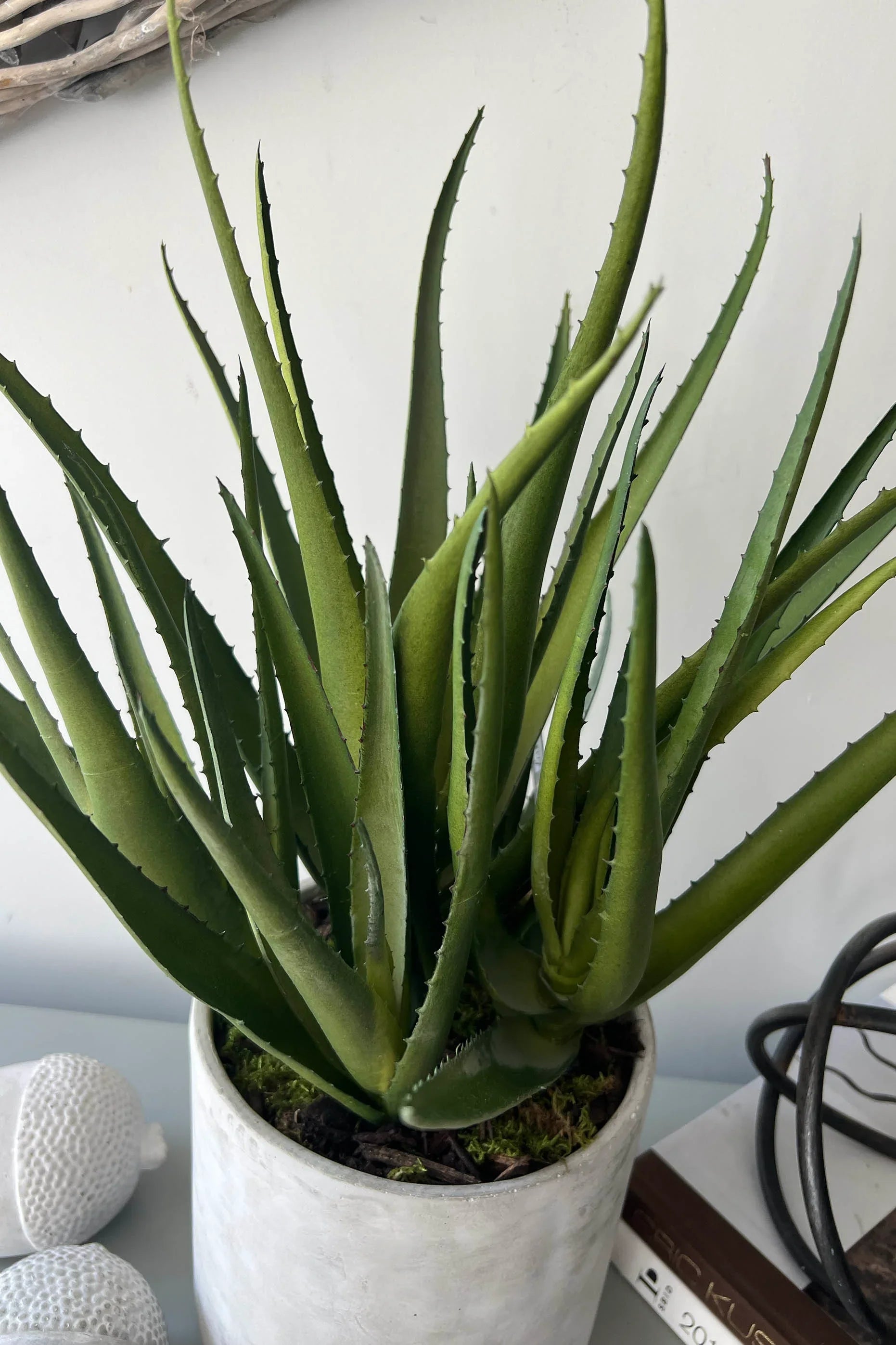 Aloes in a Grey Stone Pot RTfact Flowers 