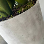 Aloes in a Grey Stone Pot RTfact Flowers 