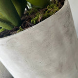 Aloes in a Grey Stone Pot RTfact Flowers 