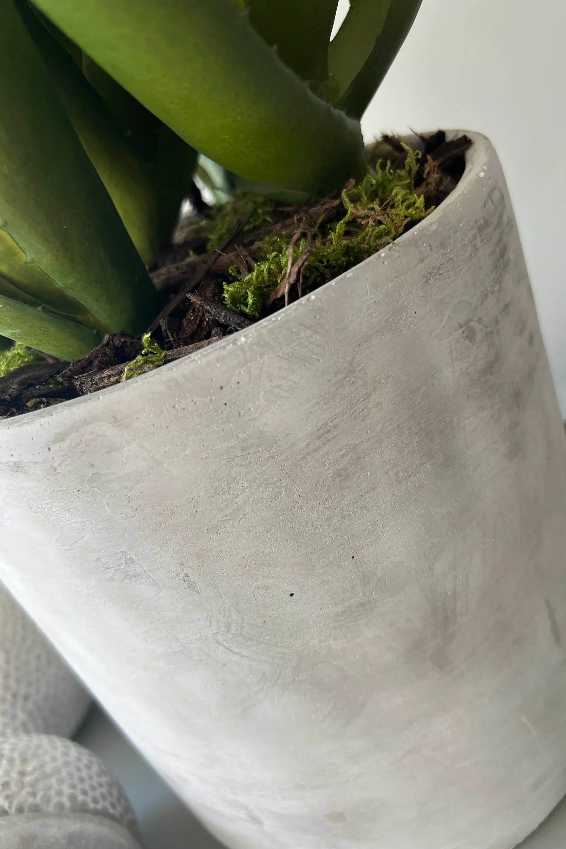 Aloes in a Grey Stone Pot RTfact Flowers 