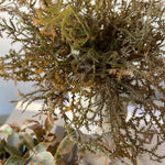 Tillandsia and Lappa Bush in Stone Vases (Set of 2) RTfact Flowers 