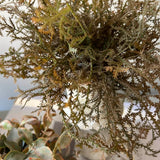 Tillandsia and Lappa Bush in Stone Vases (Set of 2) RTfact Flowers 