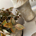Tillandsia and Lappa Bush in Stone Vases (Set of 2) RTfact Flowers 