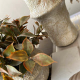 Tillandsia and Lappa Bush in Stone Vases (Set of 2) RTfact Flowers 