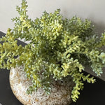 Mini Succulent in a Mottled Ceramic Vase RTfact Flowers 
