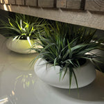 Vanilla Grass in a Matt White Bowl RTfact Flowers 