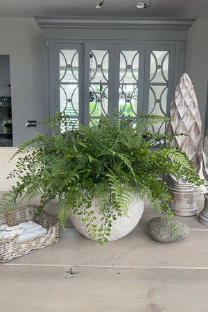 Ferns in a Textured Stone Pot