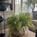 Ferns in a Wicker Basket RTfact Flowers 