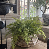 Ferns in a Wicker Basket RTfact Flowers 