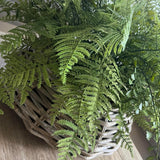 Ferns in a Wicker Basket RTfact Flowers 