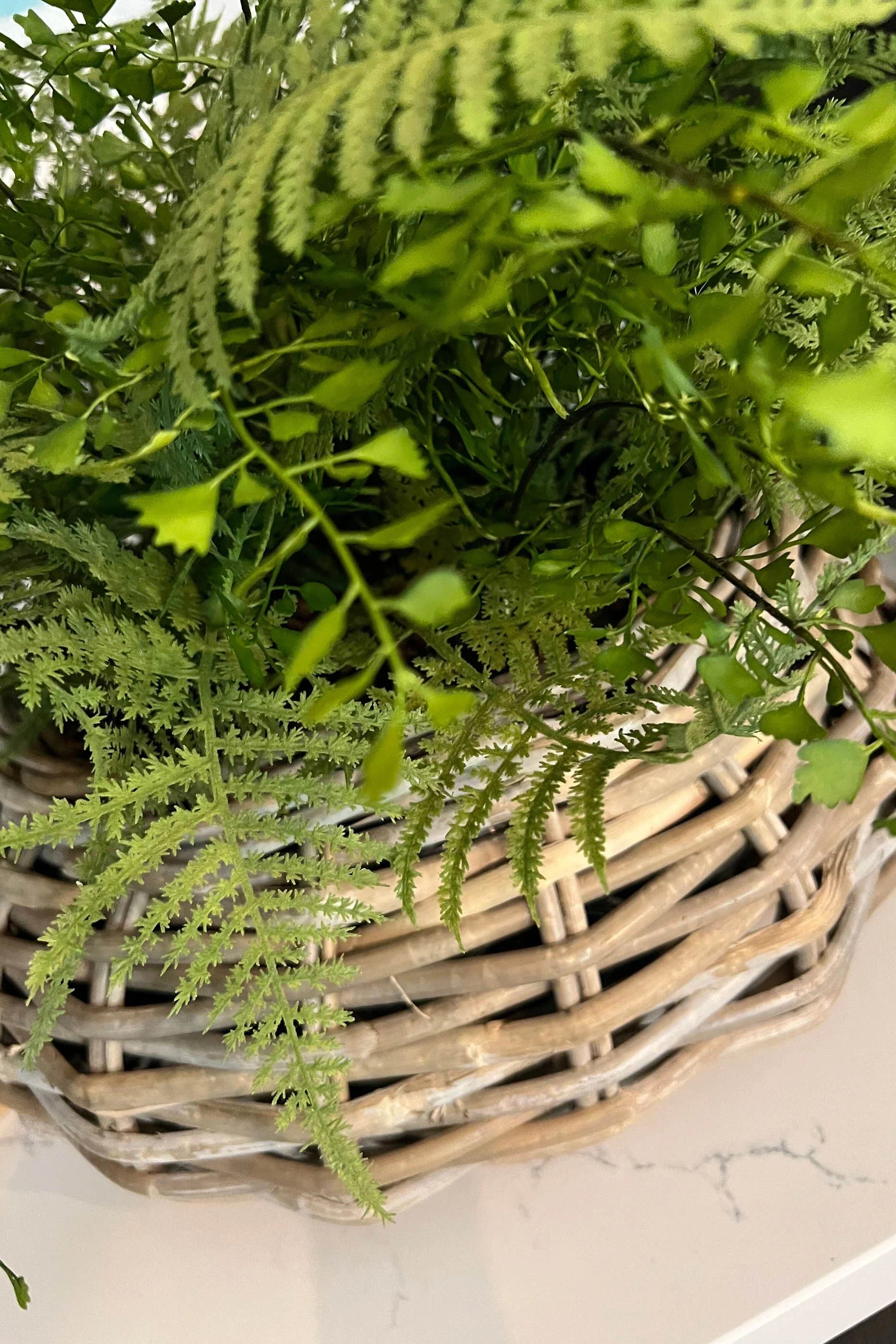 Ferns in a Wicker Basket RTfact Flowers 