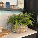 Ferns in a Wicker Basket RTfact Flowers 