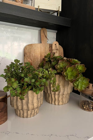 Baby Succulents in Sand Stone Vases
