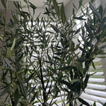 Artificial Olive Tree (210cm) RTfact Flowers 