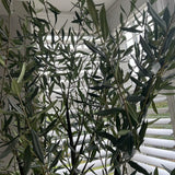 Artificial Olive Tree (210cm) RTfact Flowers 