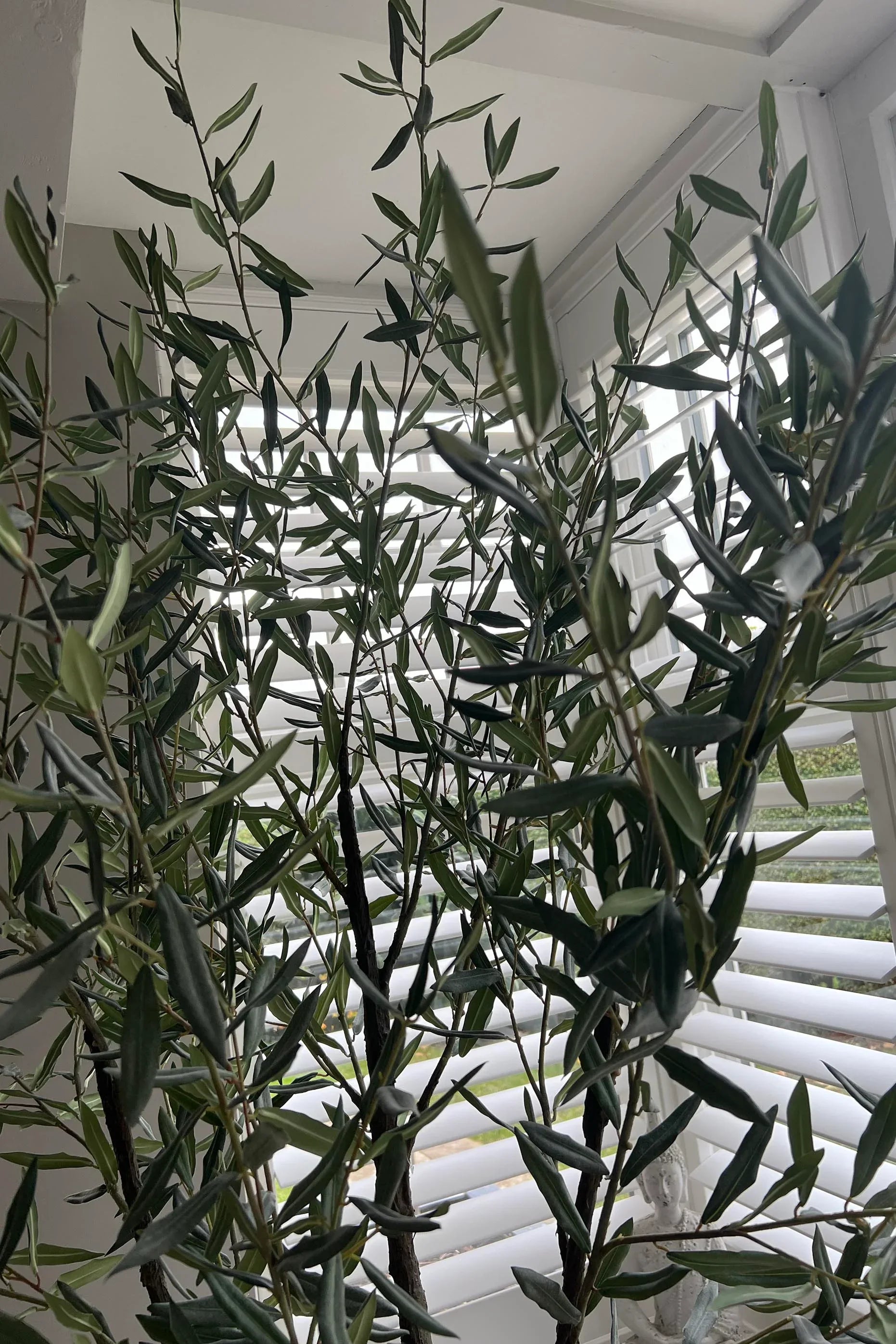 Artificial Olive Tree (210cm) RTfact Flowers 