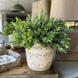 Ruscus in a Semi Glazed Stone Pot RTfact Flowers 