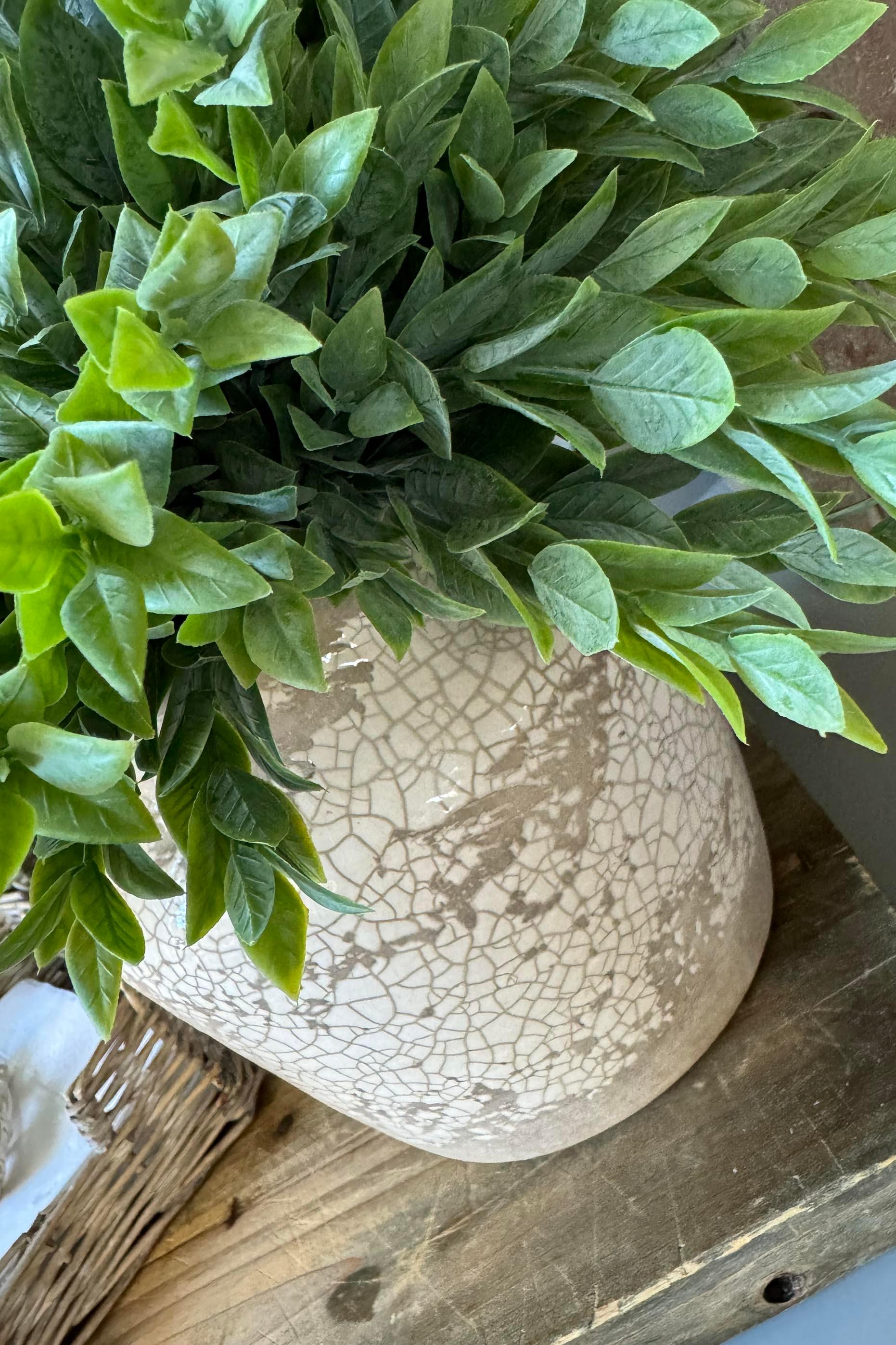 Ruscus in a Semi Glazed Stone Pot RTfact Flowers 
