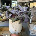Purple Sage in a Pale Stone Pot RTfact Flowers 