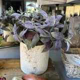 Purple Sage in a Pale Stone Pot RTfact Flowers 