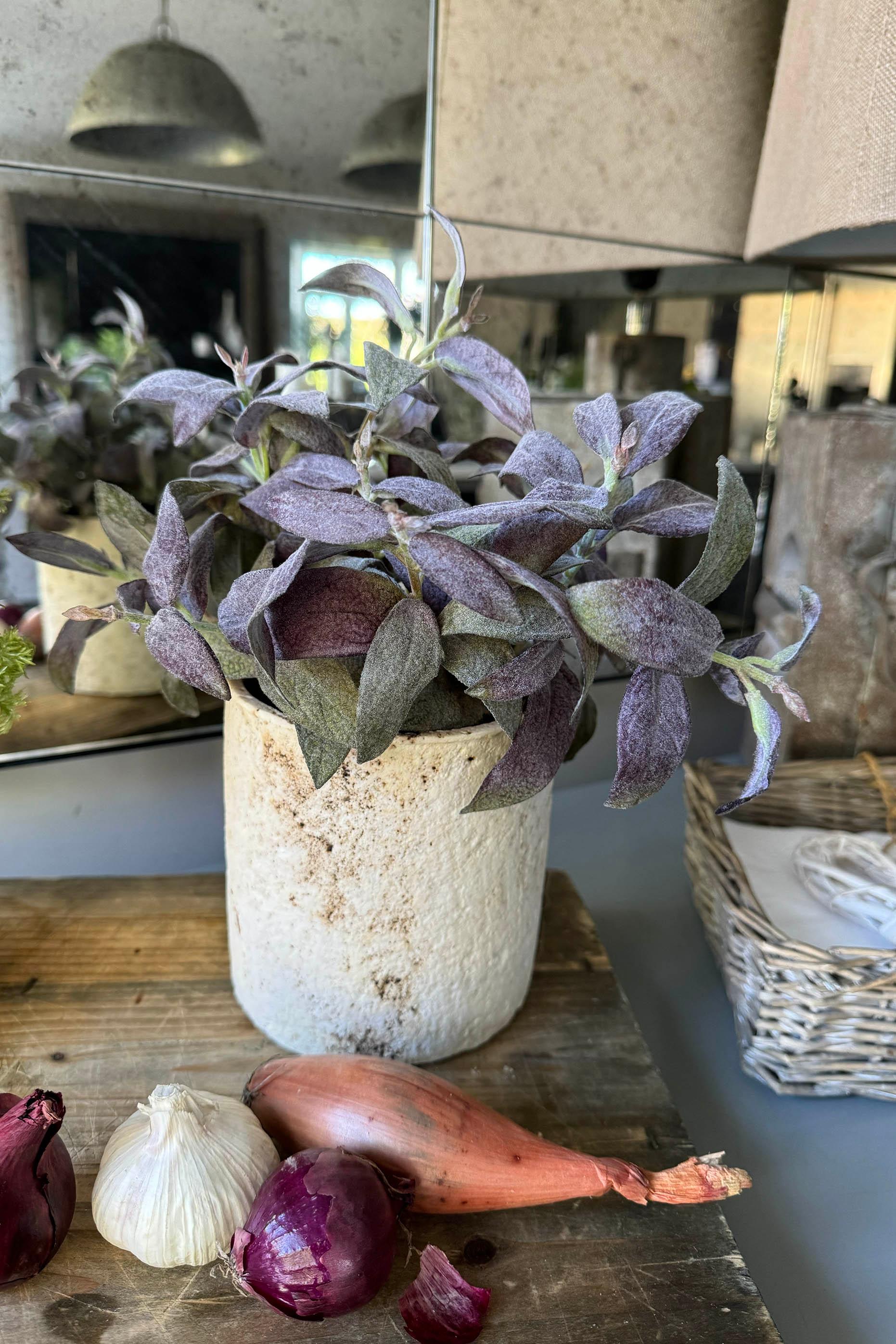 Purple Sage in a Pale Stone Pot RTfact Flowers 