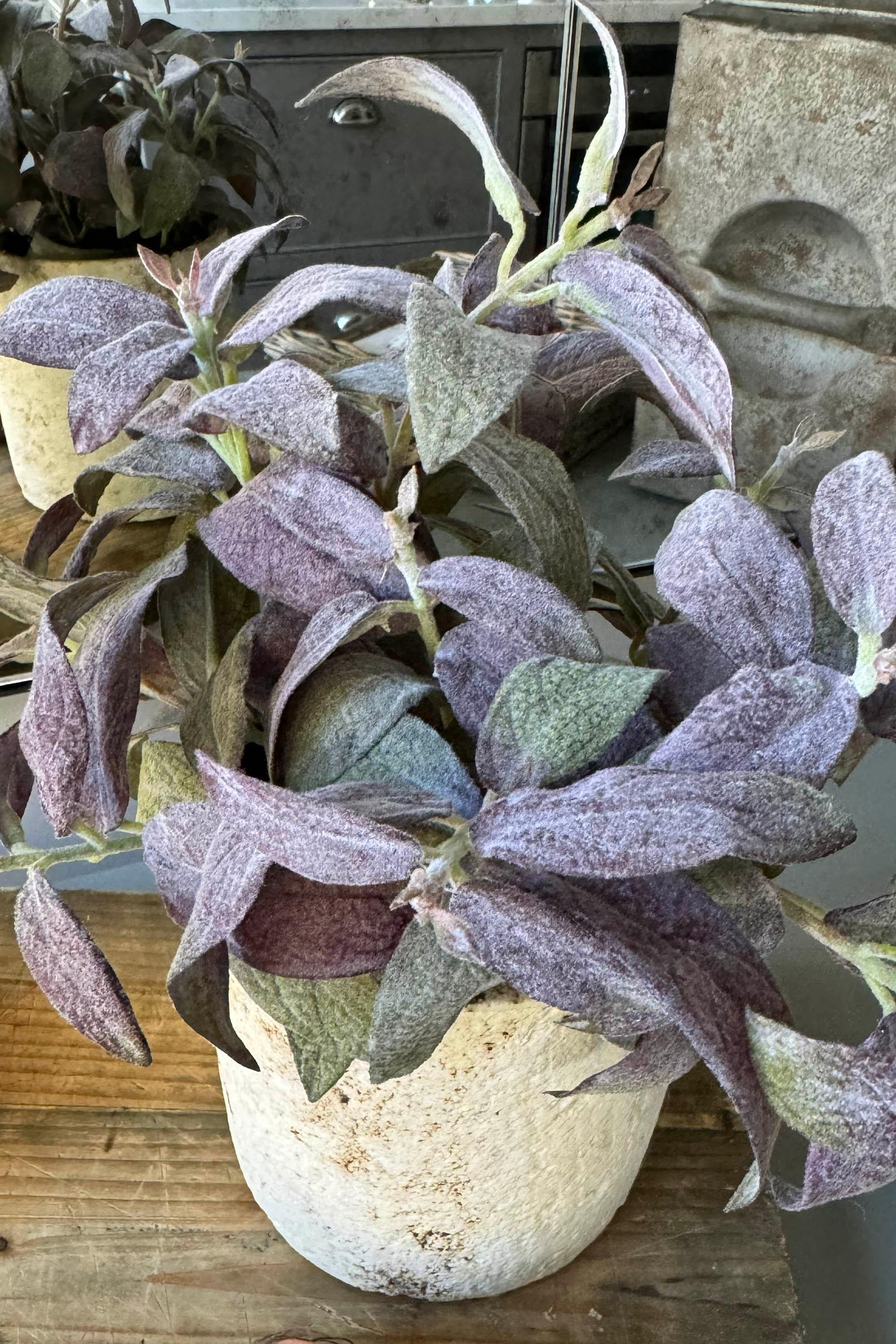 Purple Sage in a Pale Stone Pot RTfact Flowers 