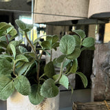Mint in a Pale Stone Pot RTfact Flowers 