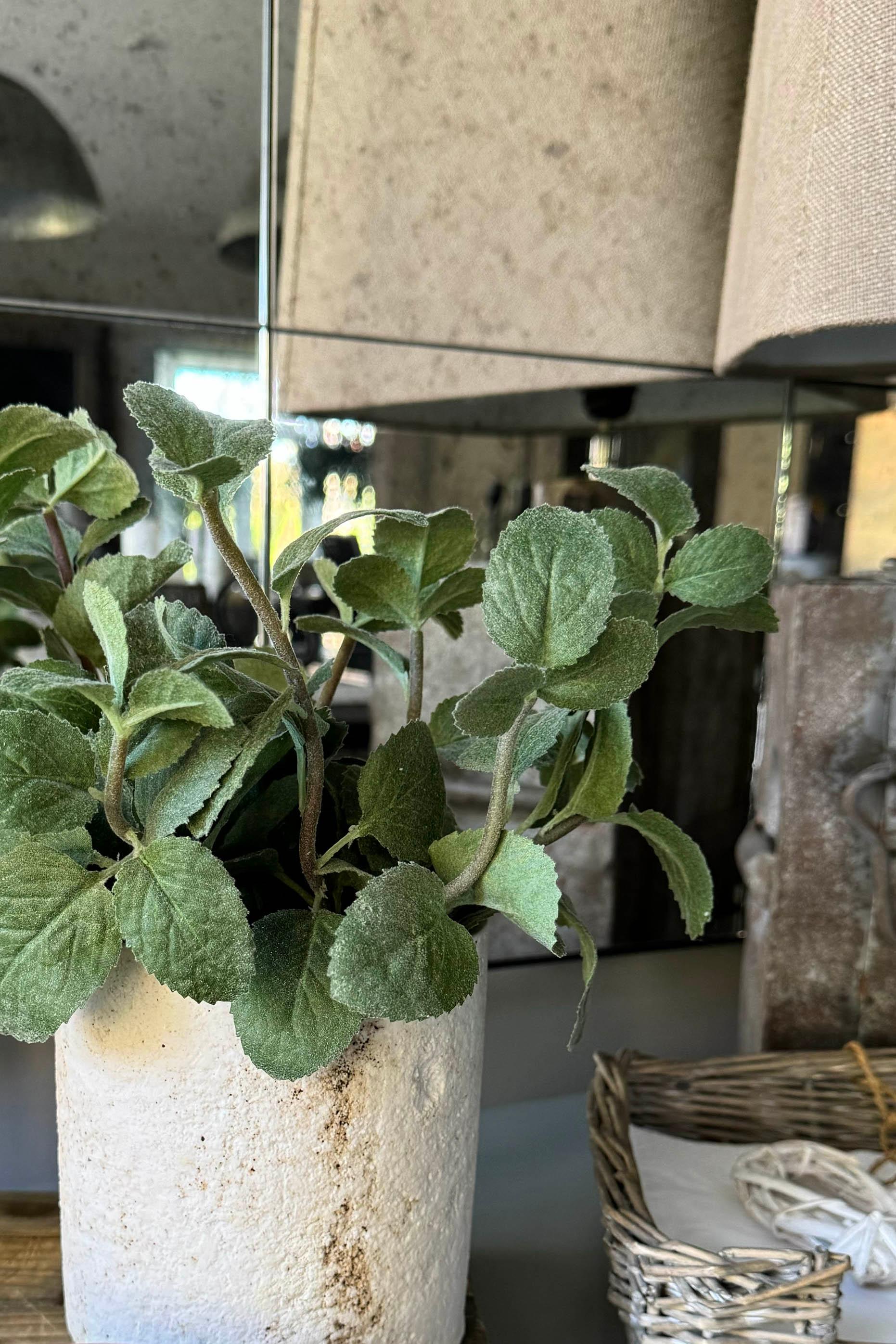 Mint in a Pale Stone Pot RTfact Flowers 