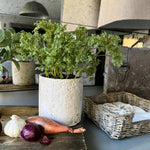 Parsley in a Pale Stone Pot RTfact Flowers 
