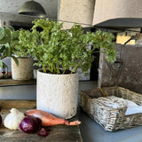Parsley in a Pale Stone Pot RTfact Flowers 