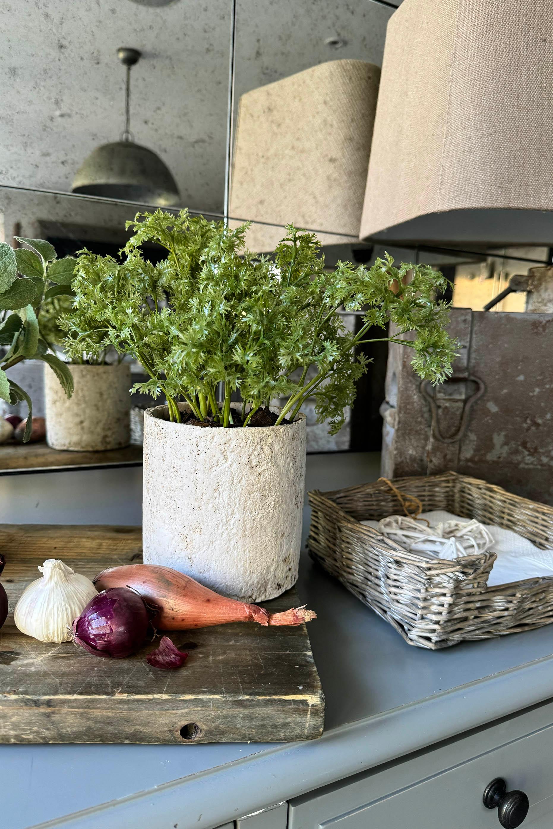Parsley in a Pale Stone Pot RTfact Flowers 