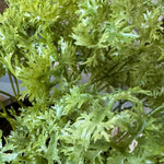 Parsley in a Pale Stone Pot RTfact Flowers 