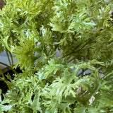 Parsley in a Pale Stone Pot RTfact Flowers 