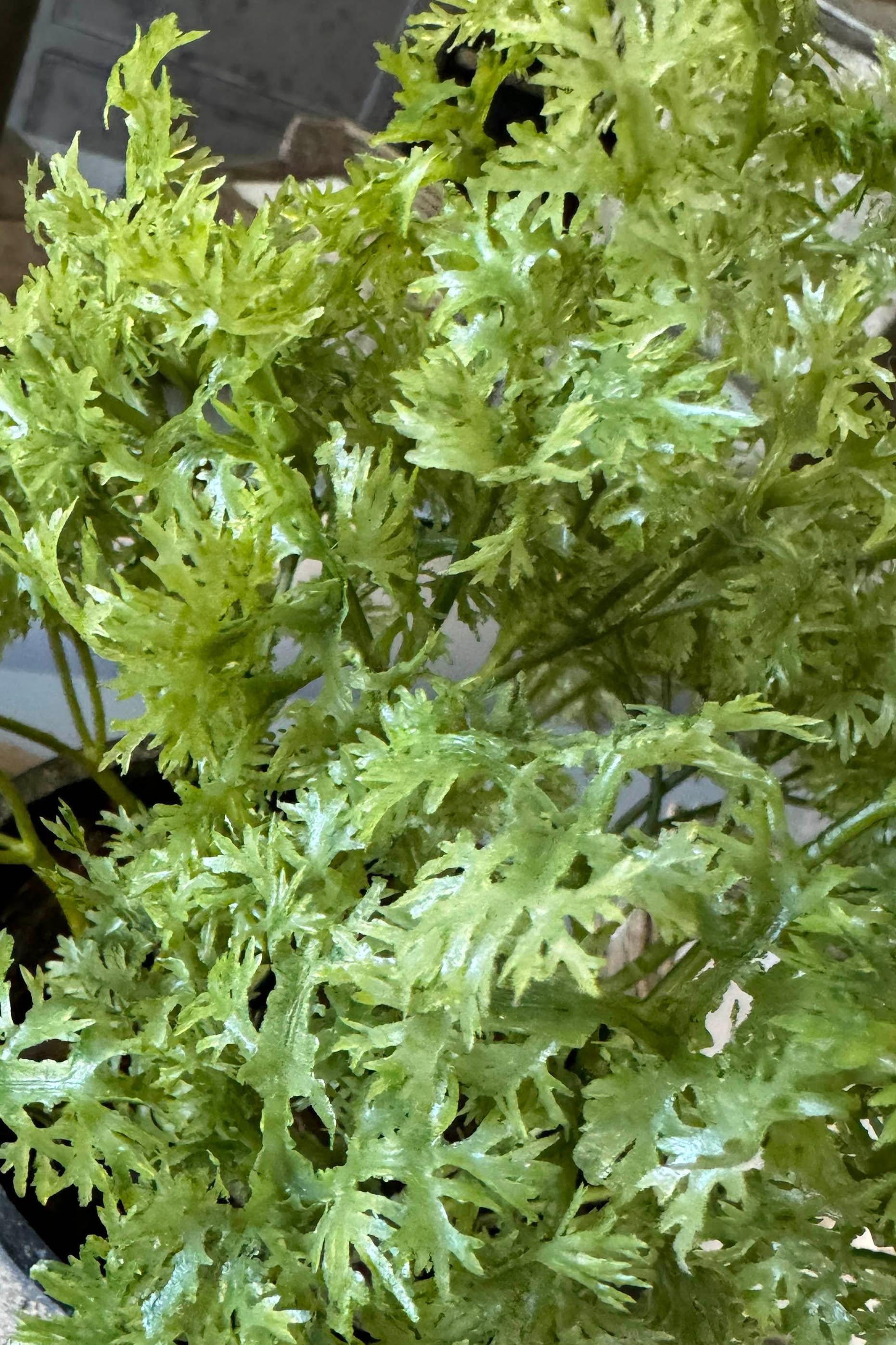 Parsley in a Pale Stone Pot RTfact Flowers 