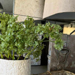 Parsley in a Pale Stone Pot RTfact Flowers 