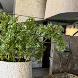 Parsley in a Pale Stone Pot RTfact Flowers 