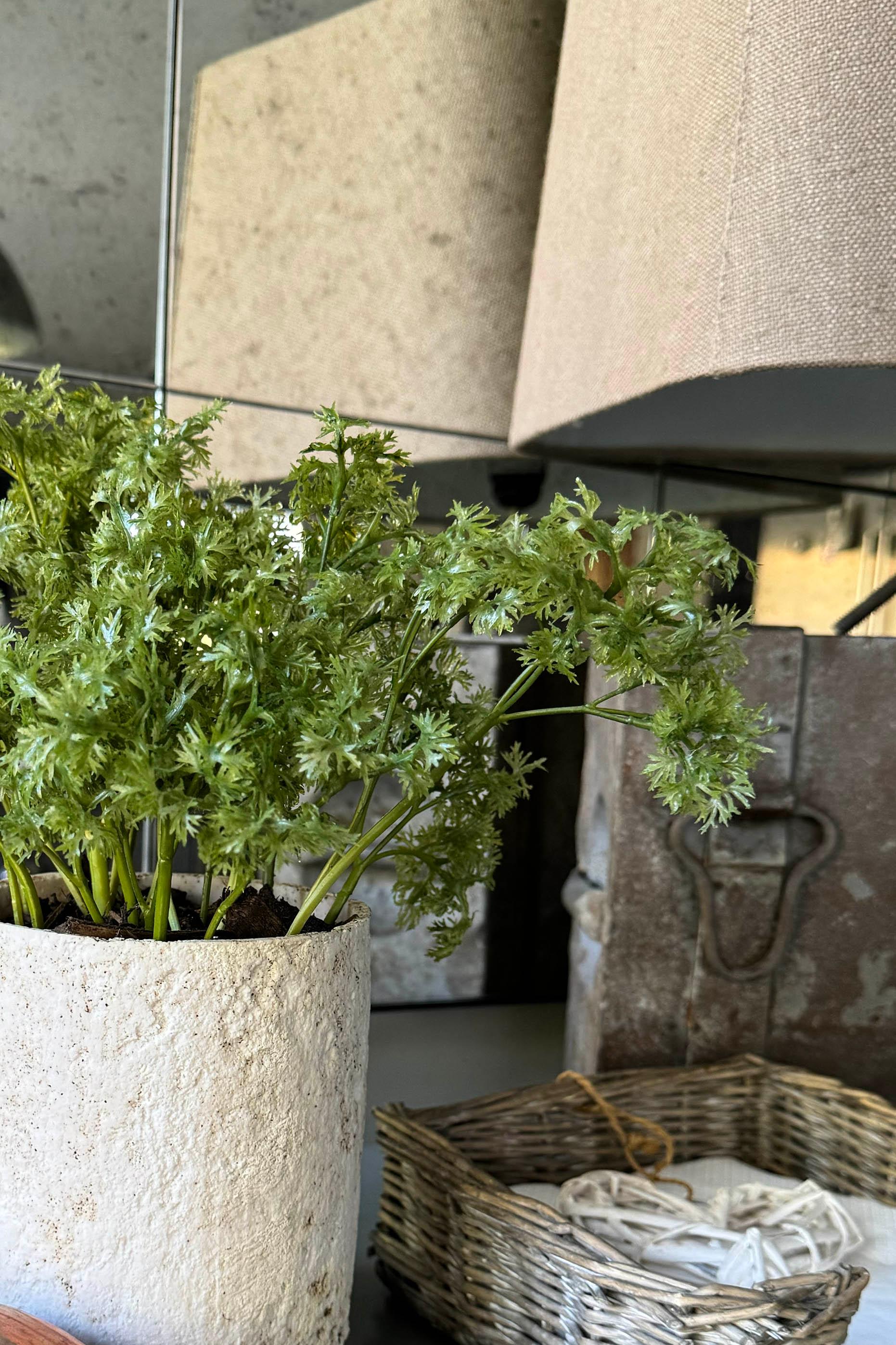 Parsley in a Pale Stone Pot RTfact Flowers 