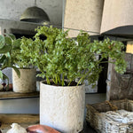 Parsley in a Pale Stone Pot RTfact Flowers 
