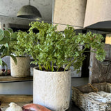 Parsley in a Pale Stone Pot RTfact Flowers 